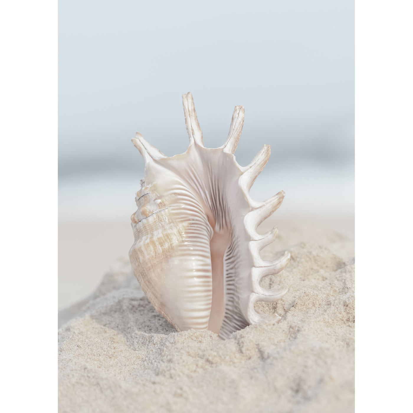 Seashell In Sand III