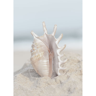 Seashell In Sand III