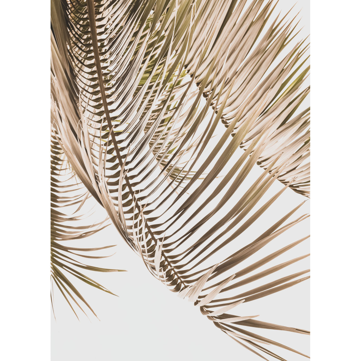Kentia Palm View