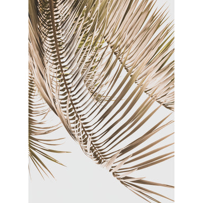 Kentia Palm View