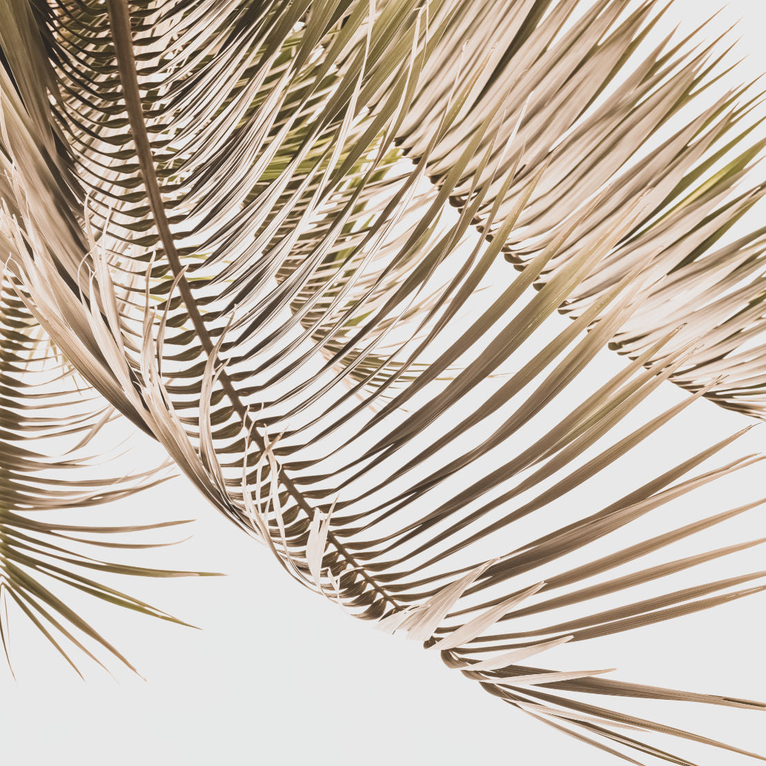 Kentia Palm View