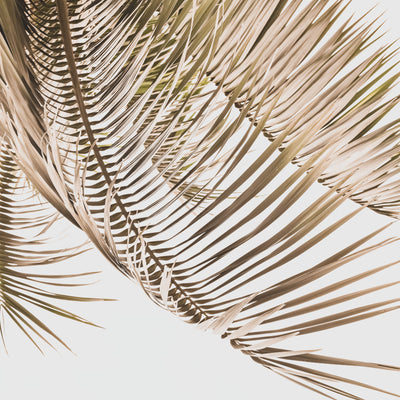 Kentia Palm View