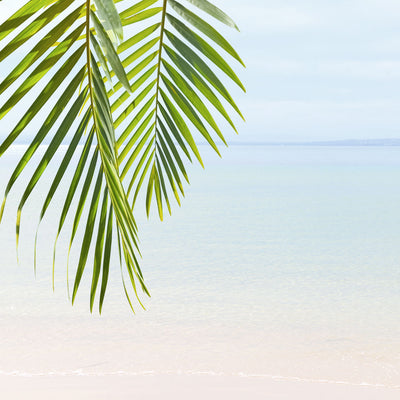 Shoreline Oasis