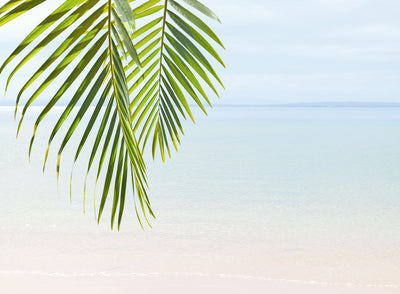 Shoreline Oasis