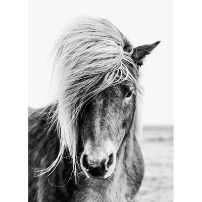 Black & White Icelandic Horse