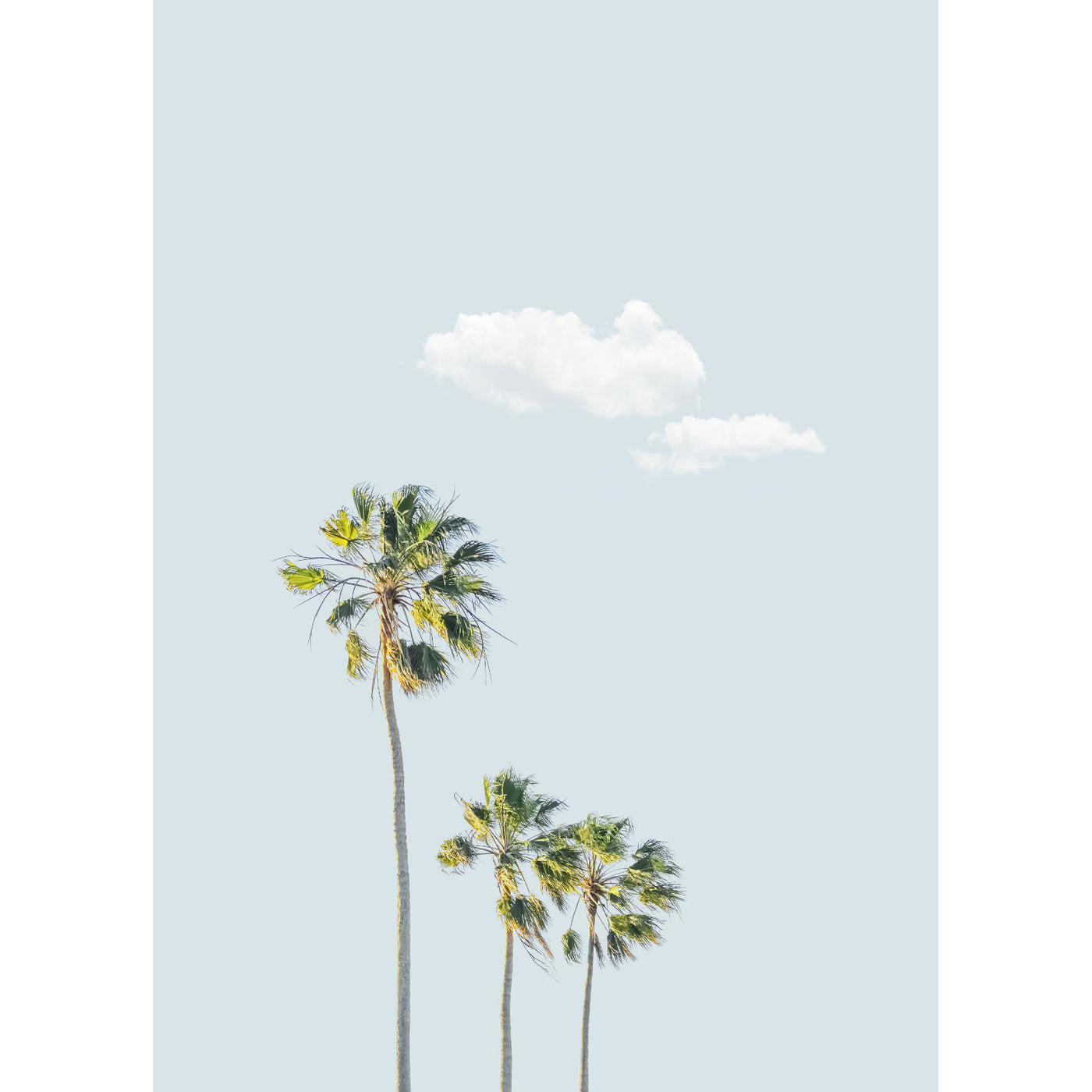 Trio Palms II