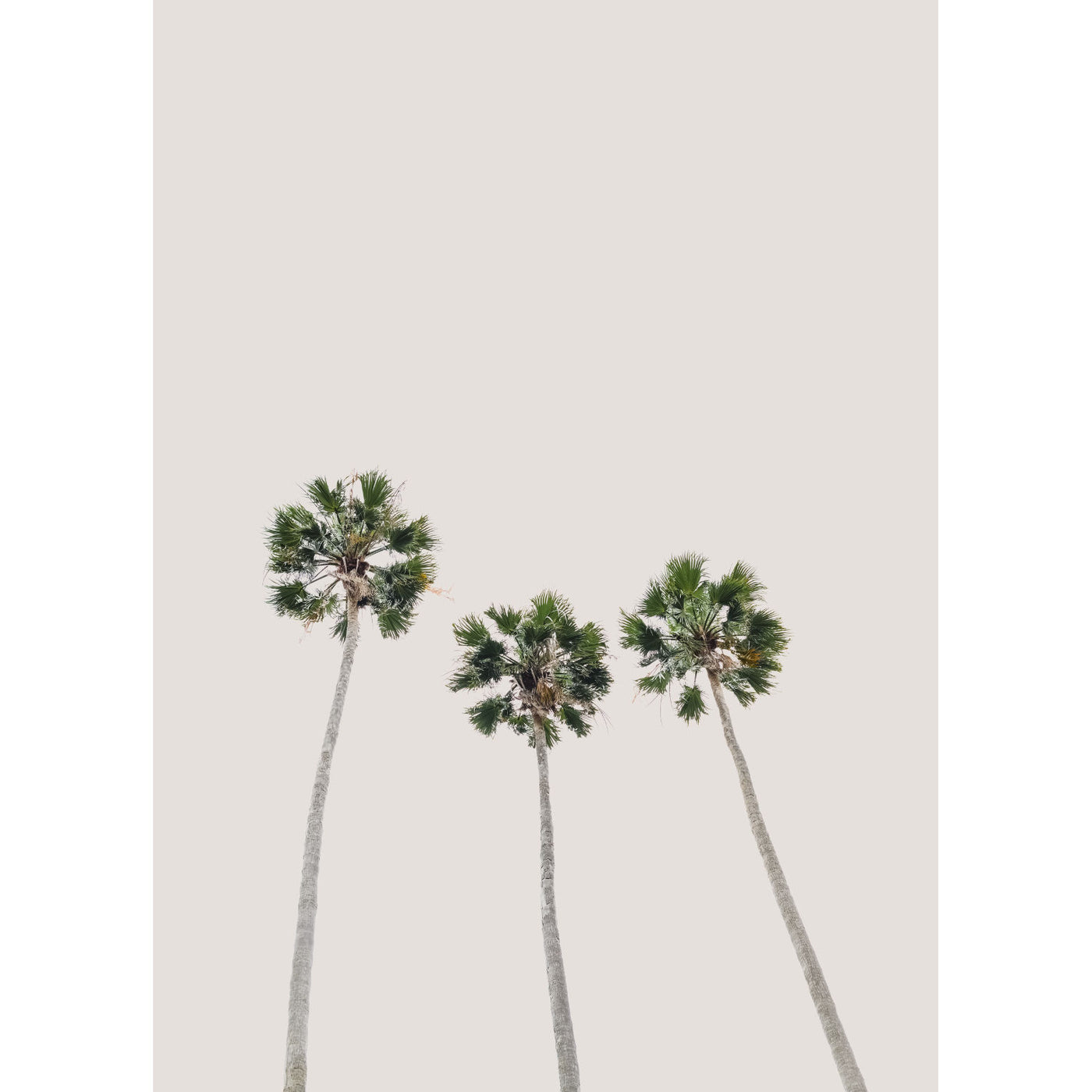 Trio Palms III