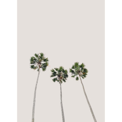 Trio Palms III