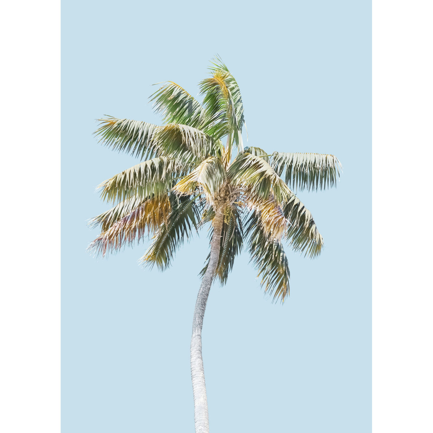 Blue Sky Palm