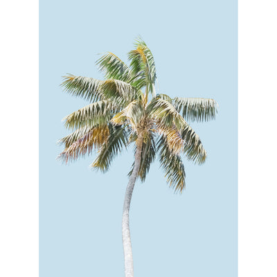 Blue Sky Palm