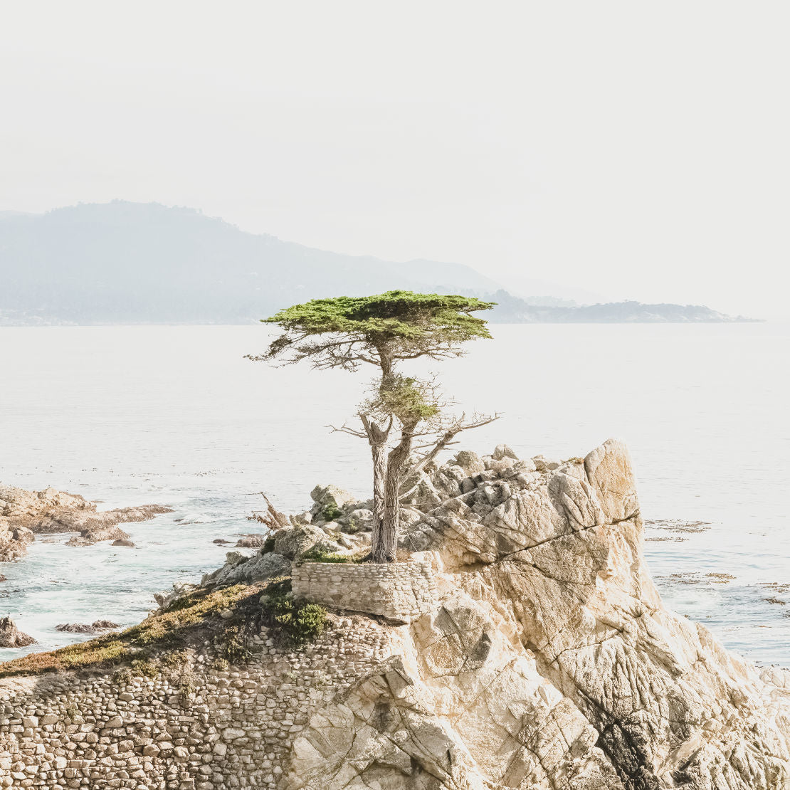 Lone Cypress II