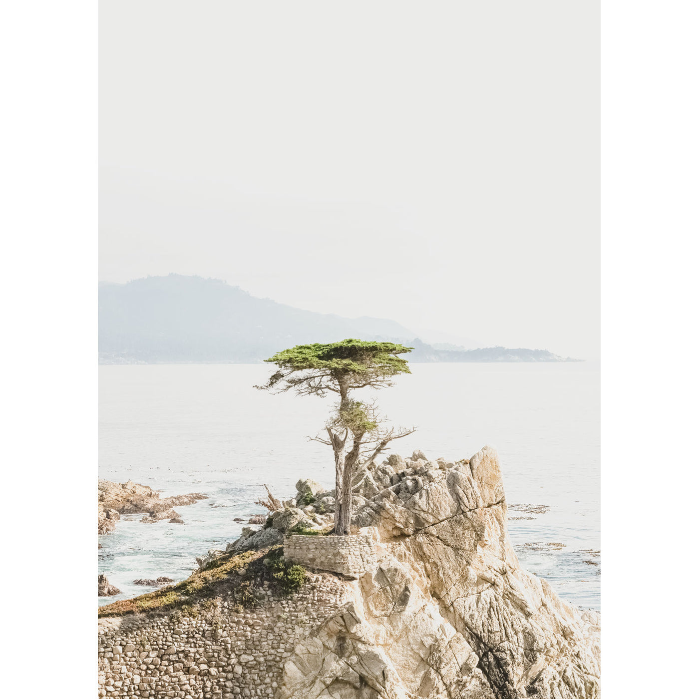 Lone Cypress II