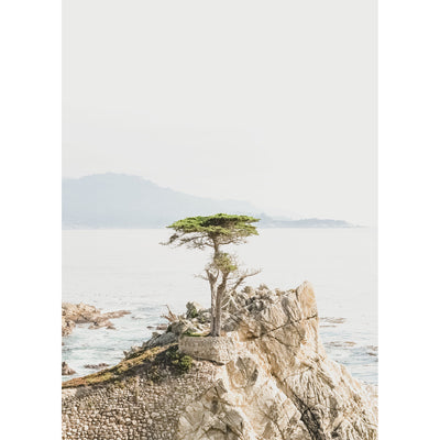 Lone Cypress II
