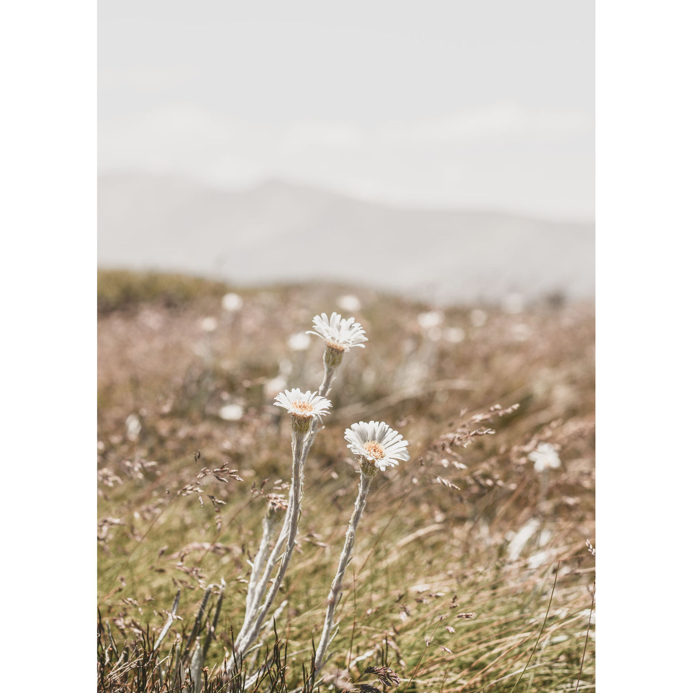 Three Mountain Daisies