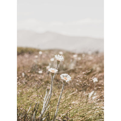 Three Mountain Daisies