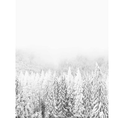 Winter Forest