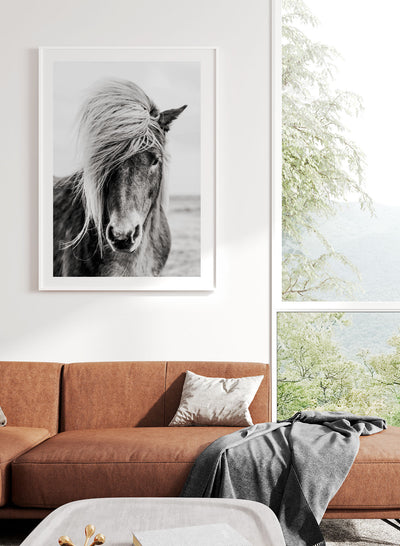 Black & White Icelandic Horse