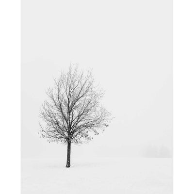 Winter Tree