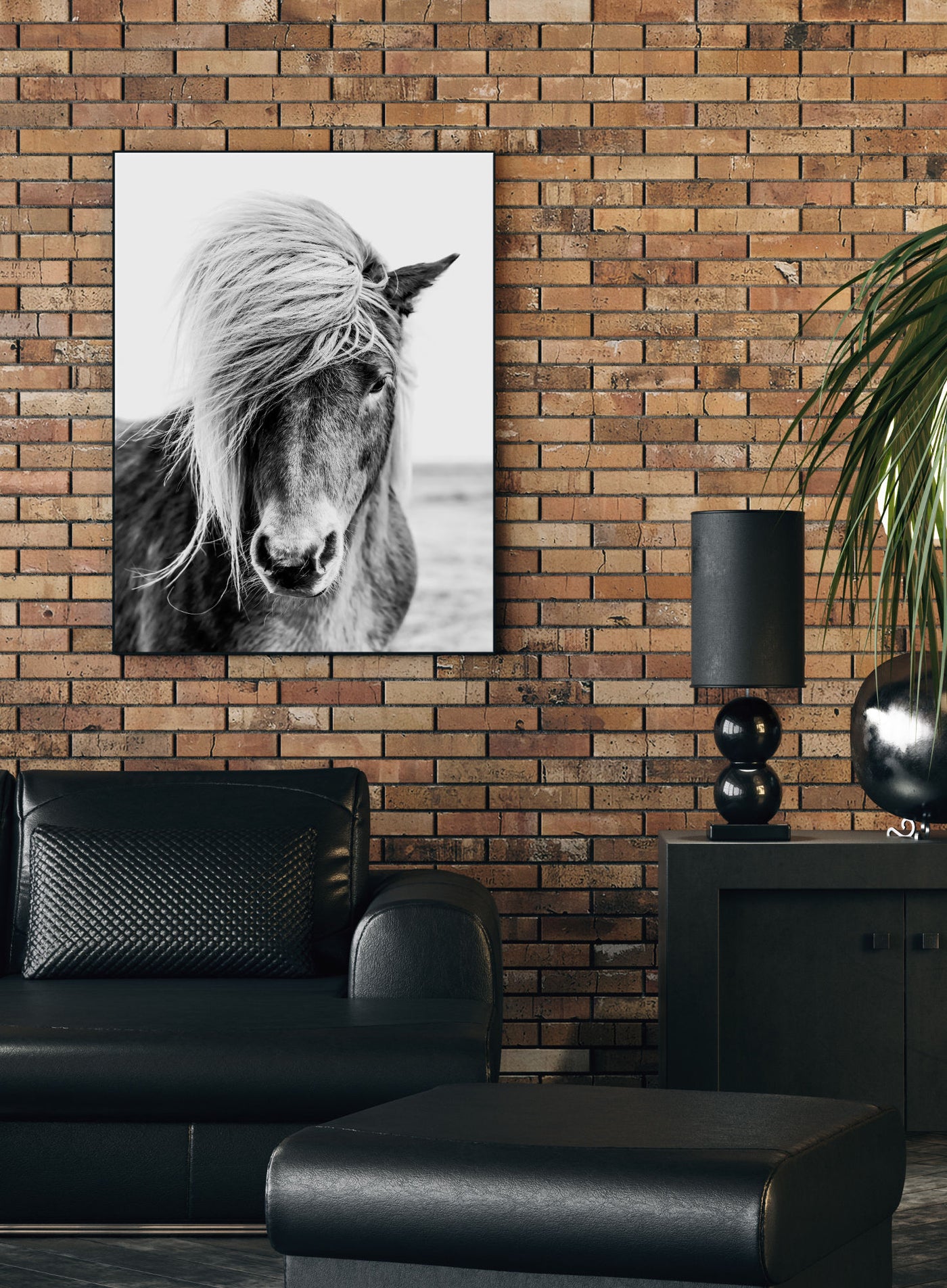 Black & White Icelandic Horse