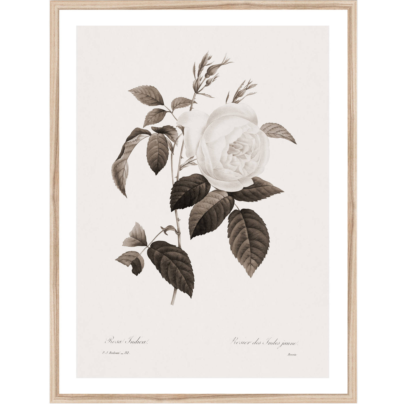 Rosa Indica | Botanical Wall Art Print