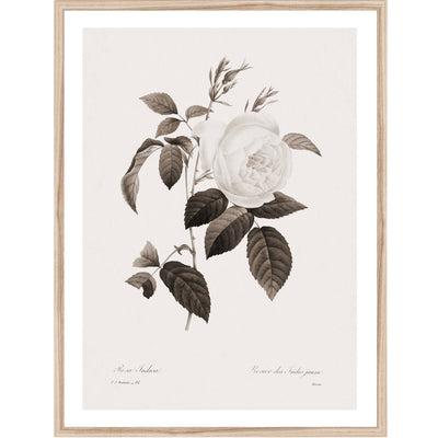 Rosa Indica | Botanical Wall Art Print