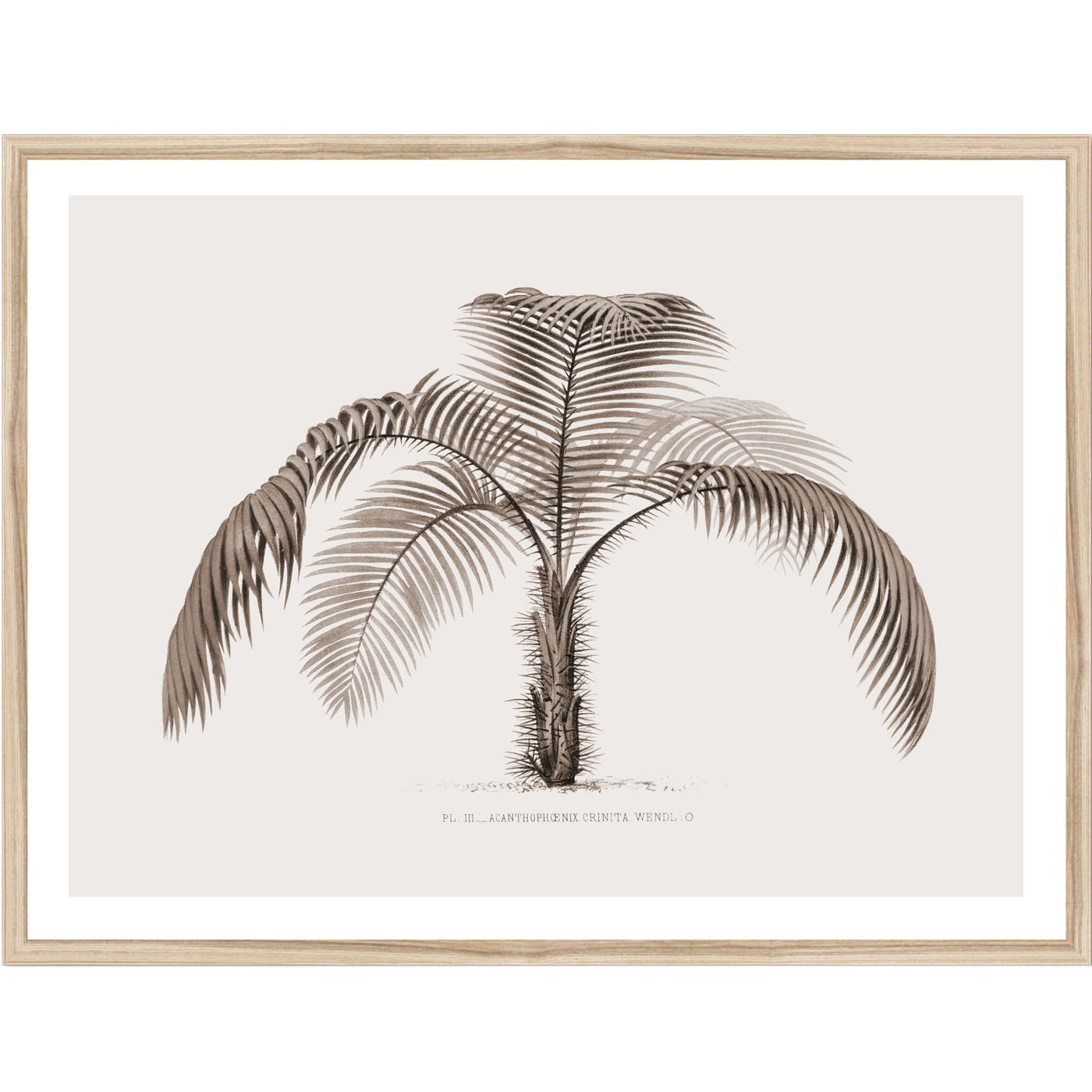 Vintage Palmiste Noir Illustration | Vintage Wall Art Print