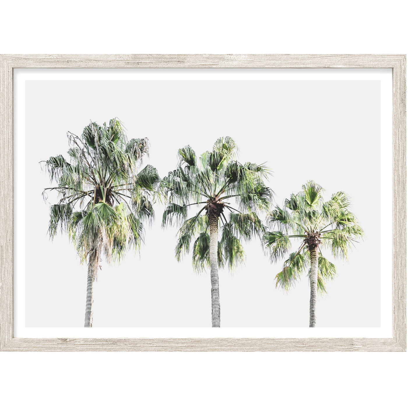 Trio Palm Trees III