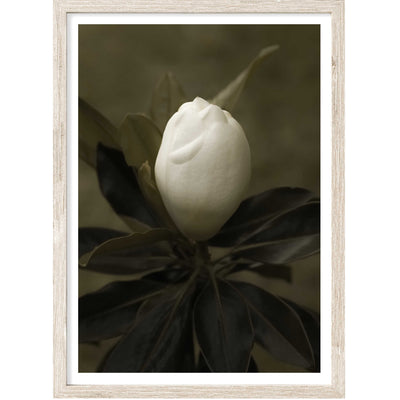 White Magnolia | Floral Wall Art Print