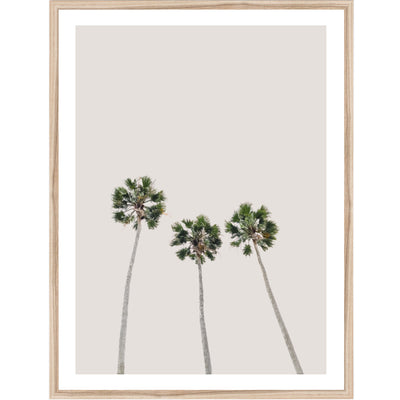Trio Palms III | Palm Wall Art Print