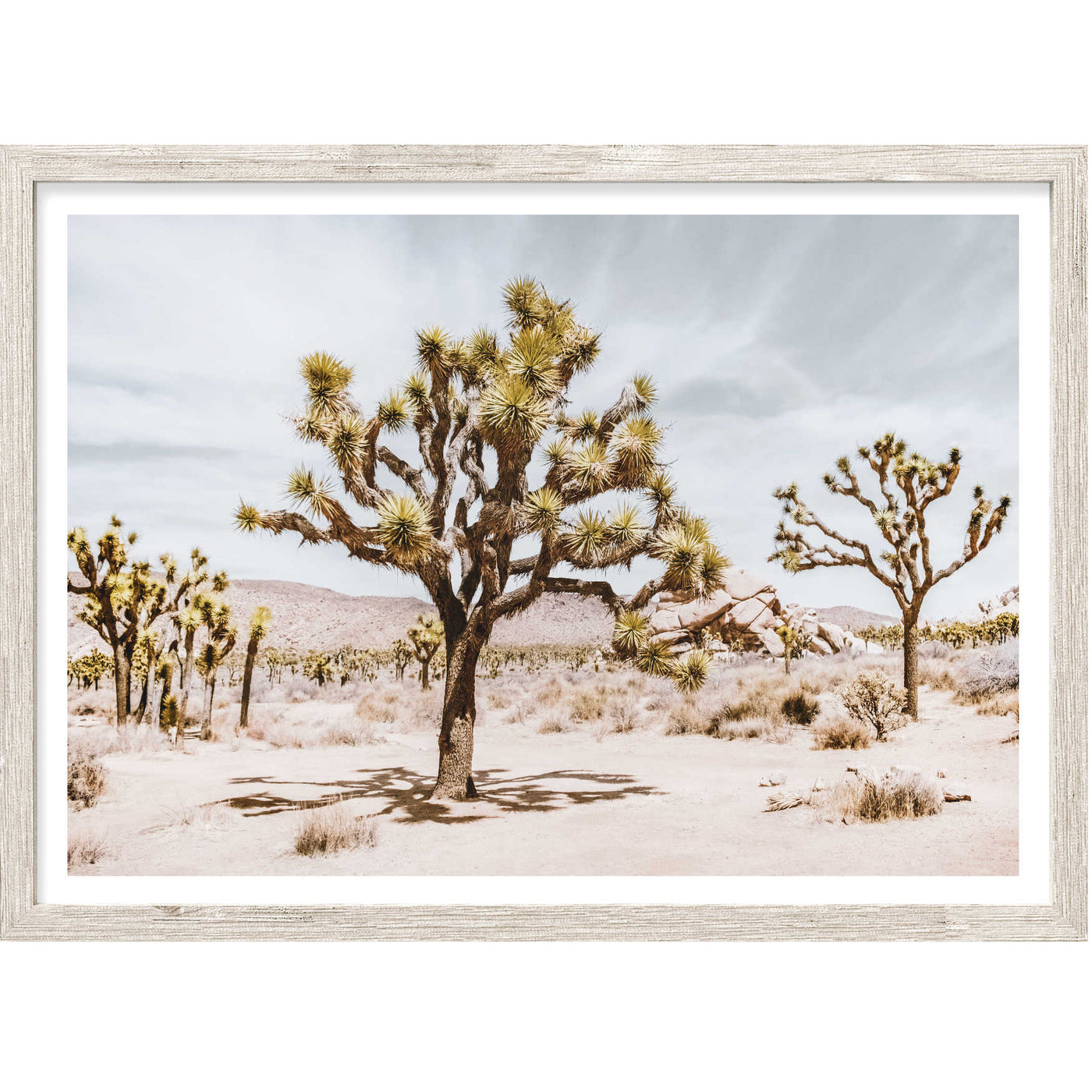 Joshua Trees | Nature Wall Art Print