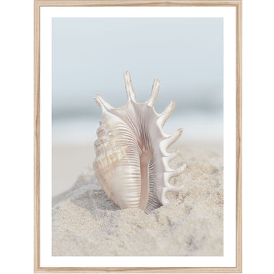 Seashell In Sand III | Coastal Wall Art Print