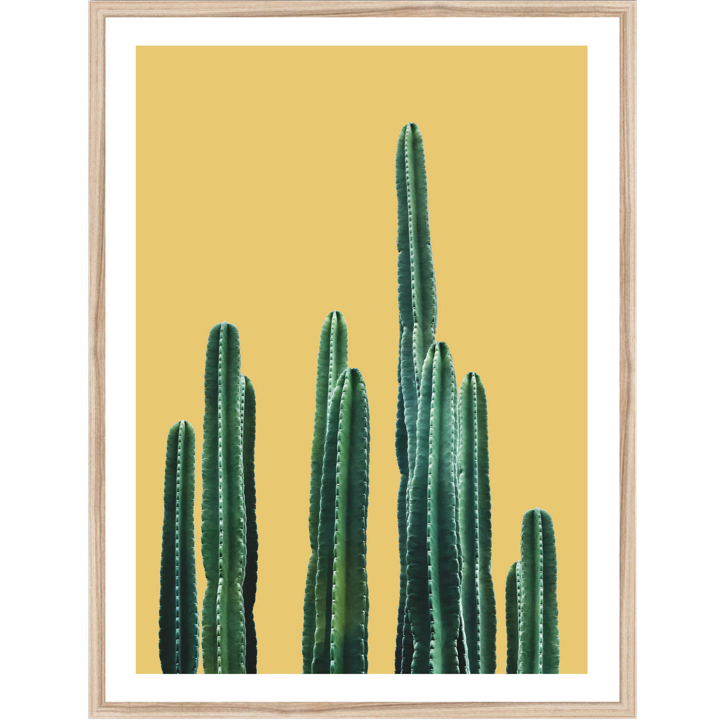 san pedro cactus art San Pedro Cactus | Botanical Wall Art