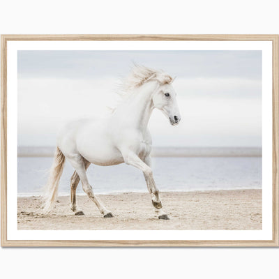 White Horse I | Animal Wall Art Print