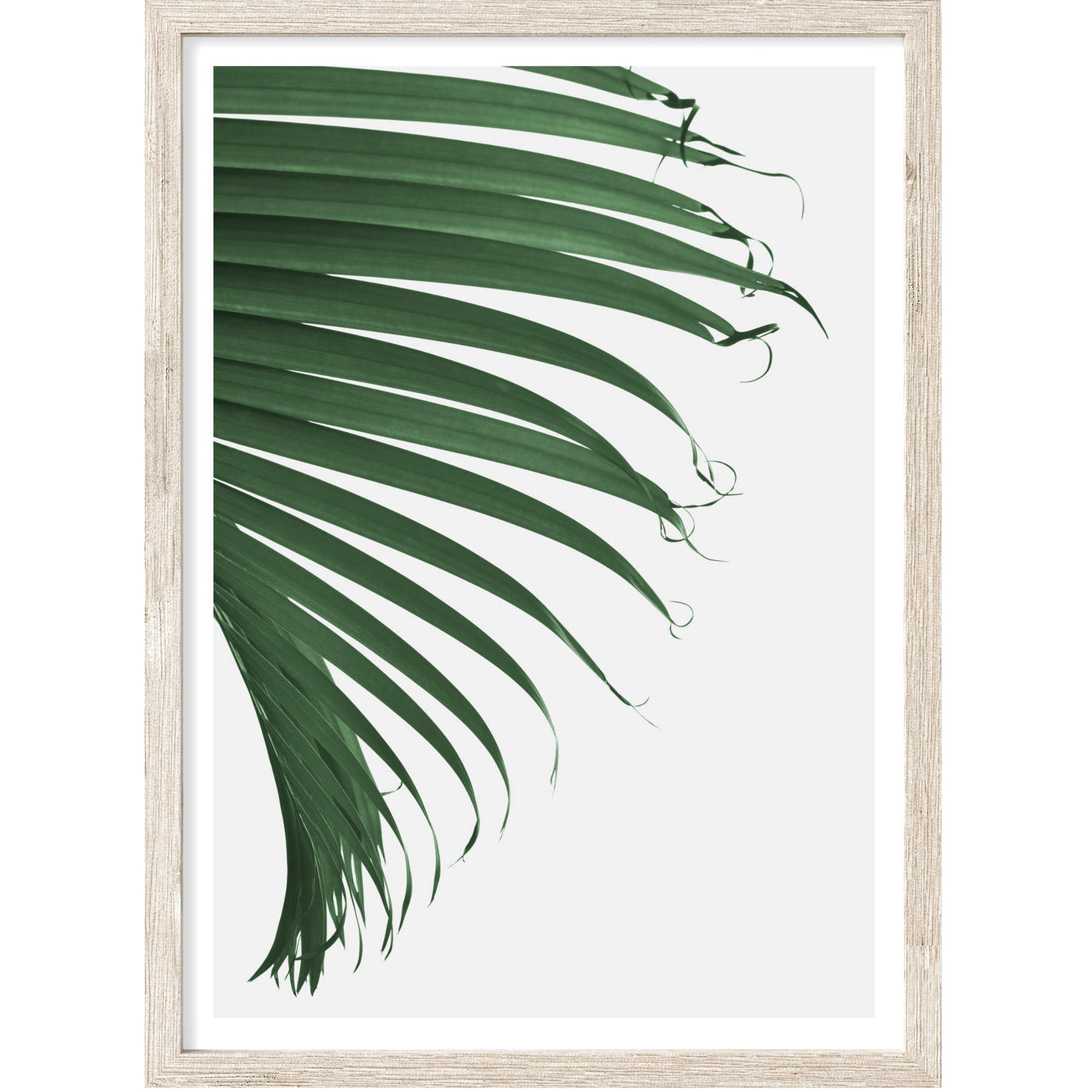 Cascade Palm Leaf II | Palm Wall Art Print