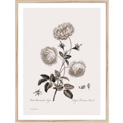 Larger Provence Rose | Botanical Wall Art Print