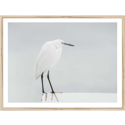 White Egret | Nature Wall Art Print