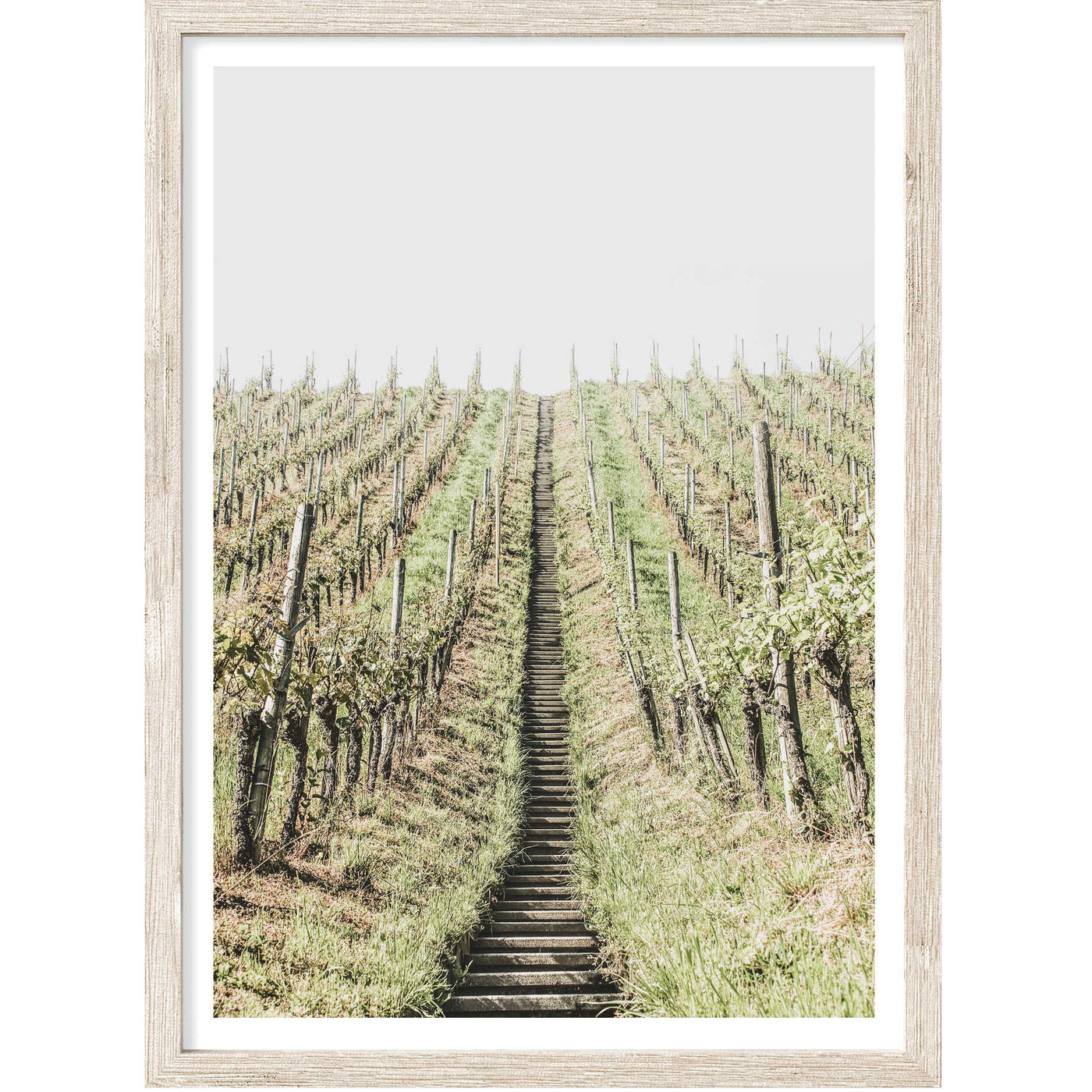 Vineyard II | Landscape Wall Art Print