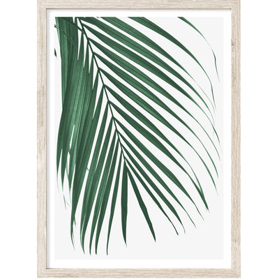 Cascade Palm Leaf | Palm Wall Art Print