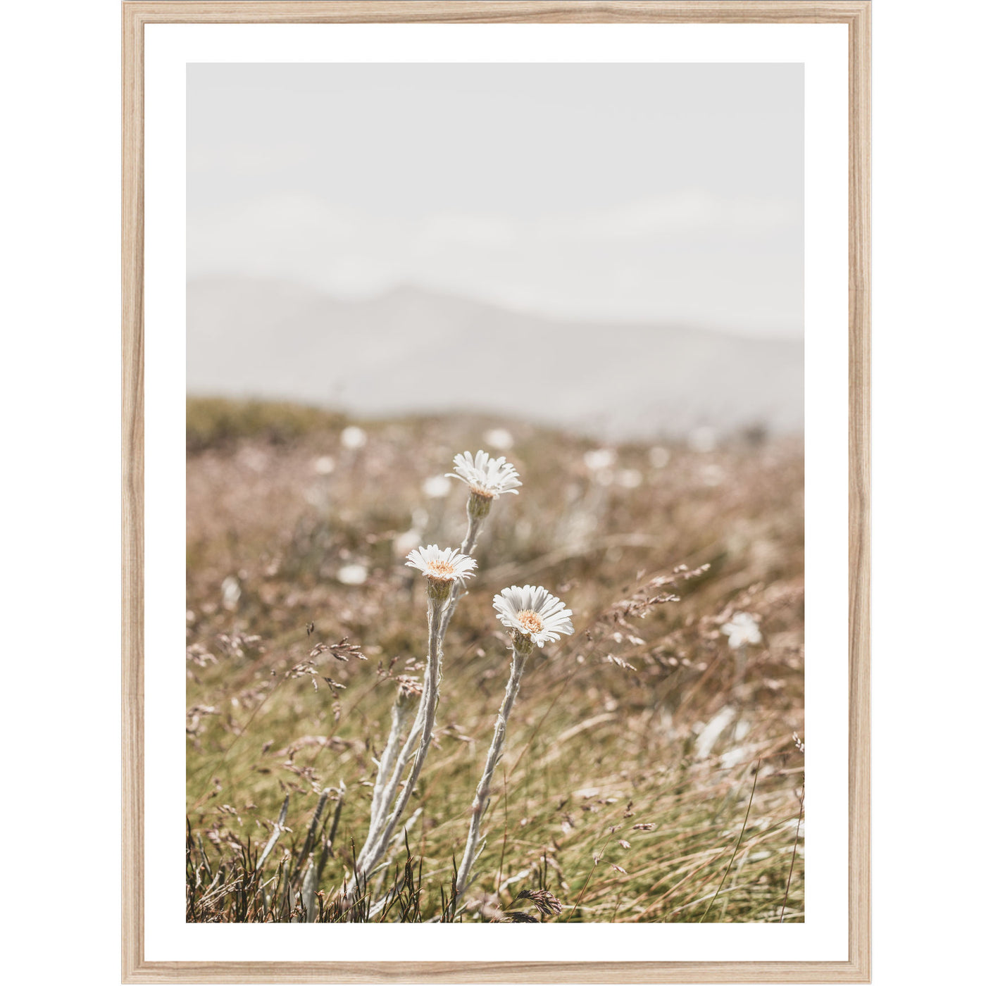 Three Mountain Daisies | nature wall art print
