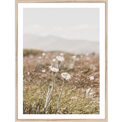 Three Mountain Daisies | nature wall art print