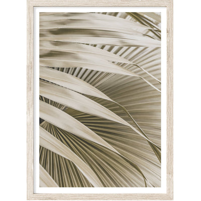 Mexican Palm Shade II