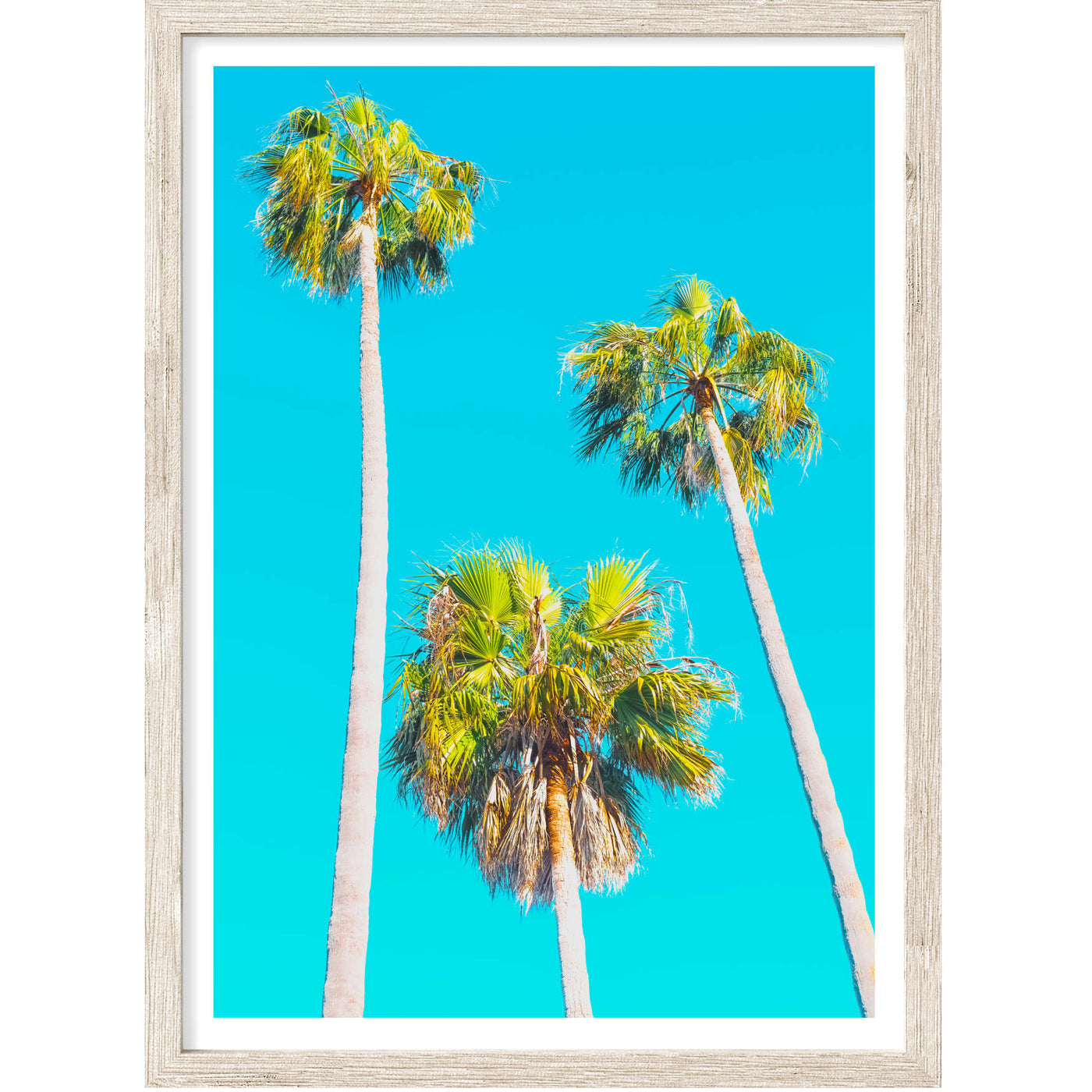 Three Palm Trees | Palm Wall Art Print