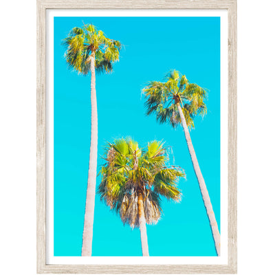 Three Palm Trees | Palm Wall Art Print