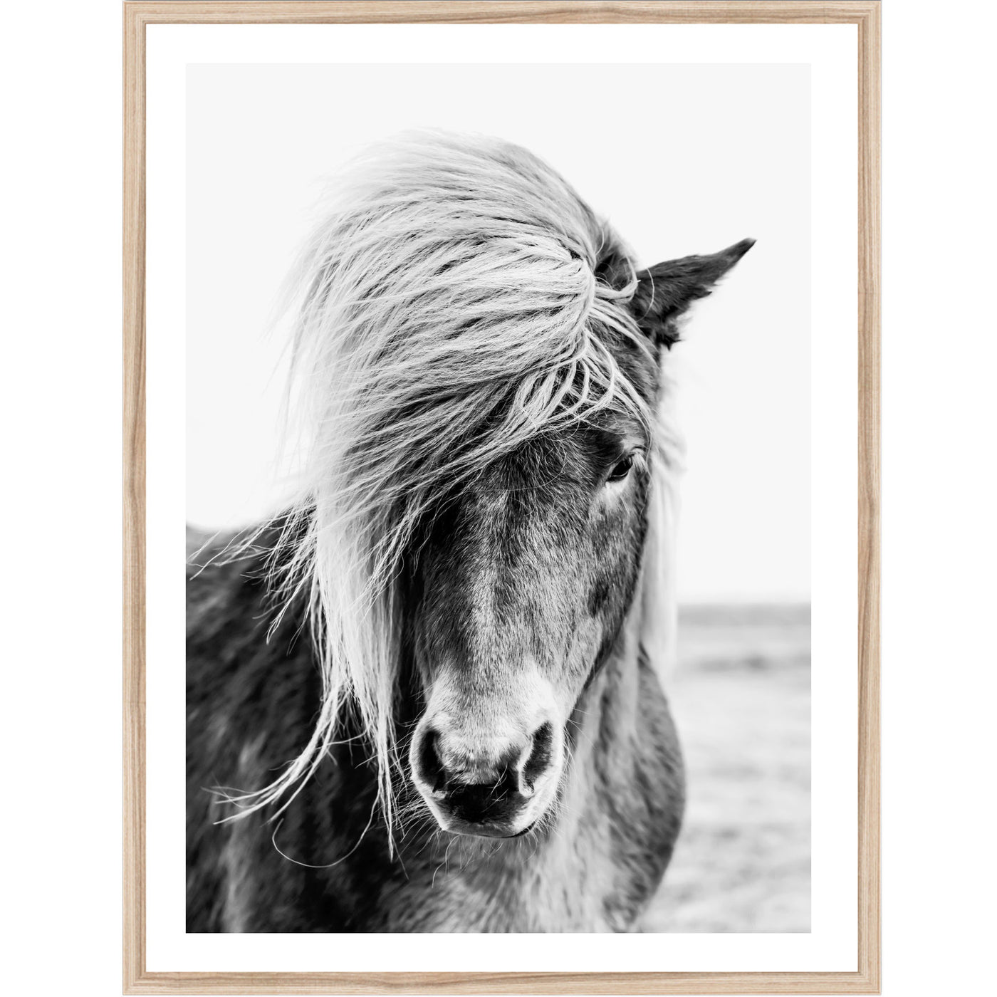 Black & White Icelandic Horse | animal wall art print