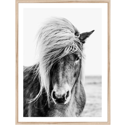 Black & White Icelandic Horse | animal wall art print