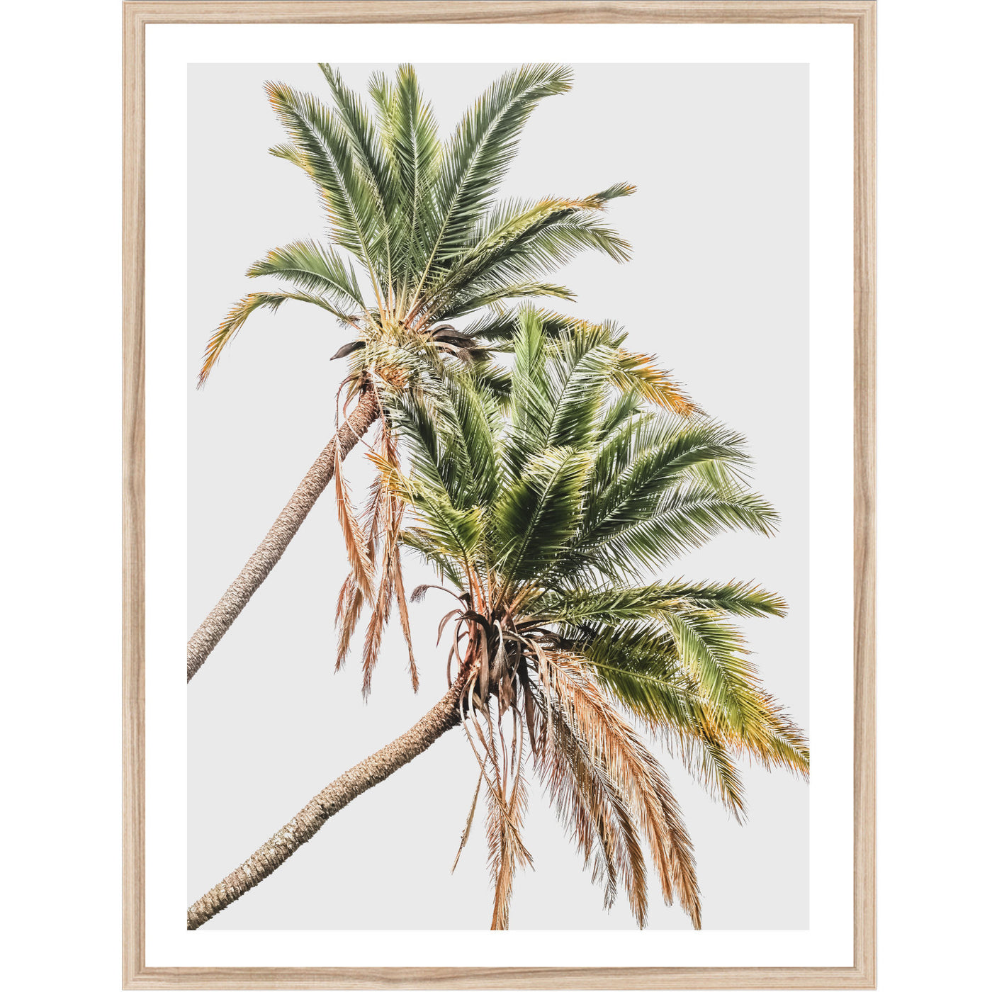 Senegal Palms | Palm Wall Art Print