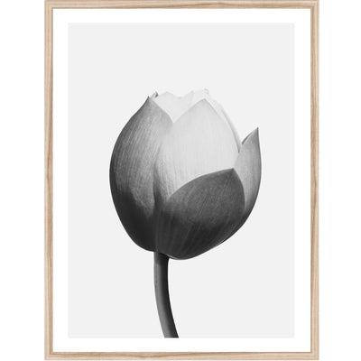 Lotus II | Flower Wall Art Print