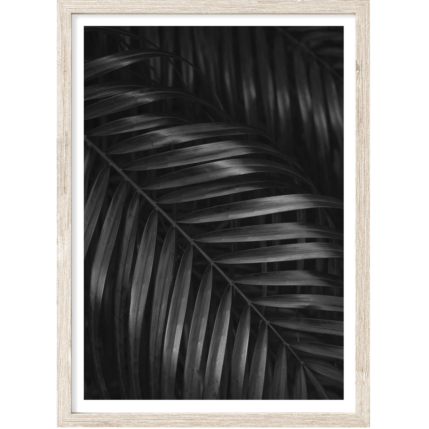 Black & White Palm Leaves III | Palm Wall Art Print