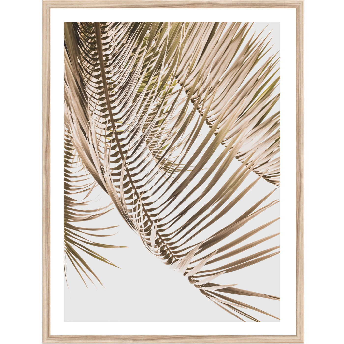 Framed Kentia Palm View print on a white background | ARRTOPIA