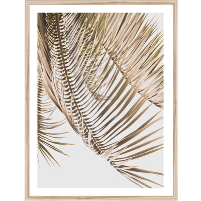 Framed Kentia Palm View print on a white background | ARRTOPIA